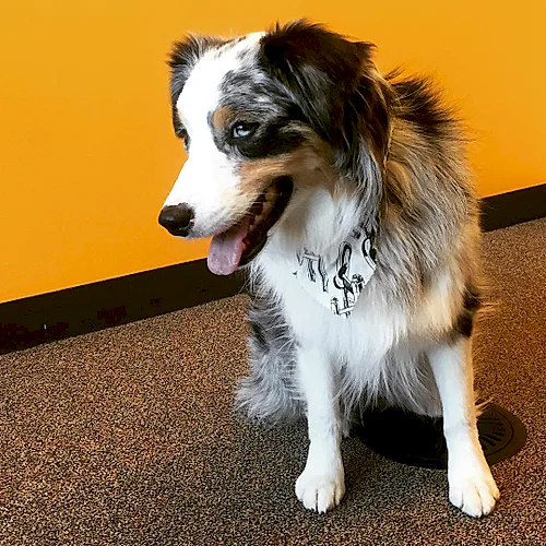 Stella — Top Dog 🐶